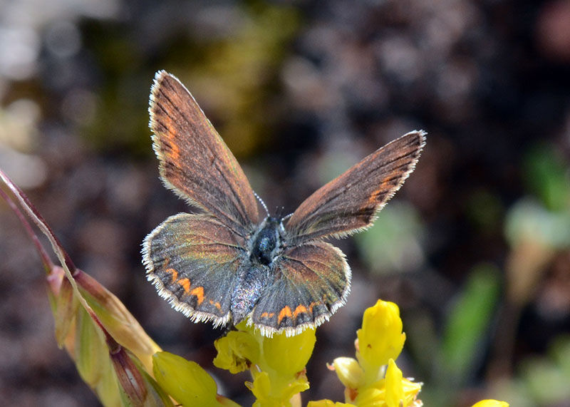 Lycaenidae da determinare